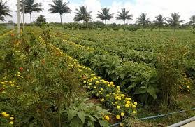 The Power of Mixed Crops Sustainable Farming for High Yields & Nutrition