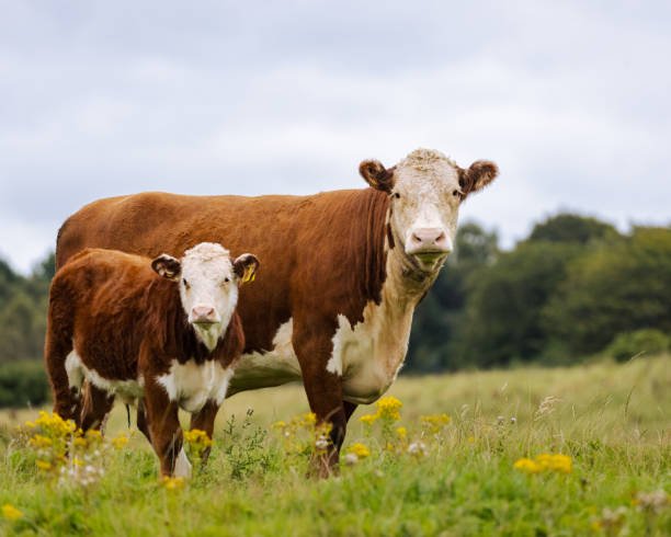 Beef Cattle Farming Best Practices for Healthy & Profitable Livestock