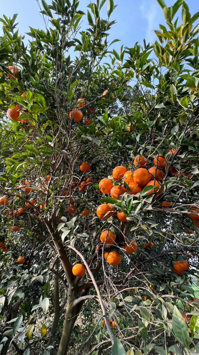 Cultivating Seasonal Fruits for Maximum Flavor & Profit