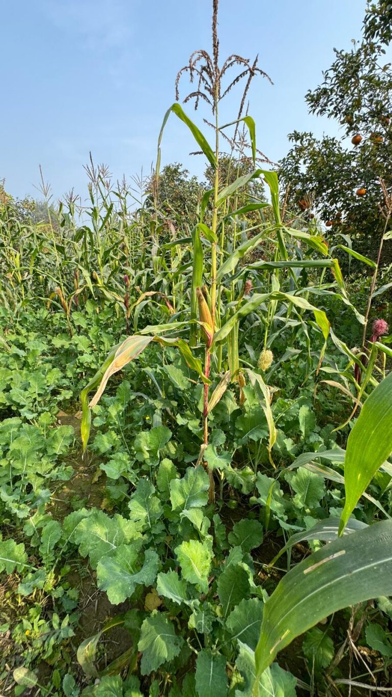 The Power of Mixed Crops Sustainable Farming for High Yields & Nutrition